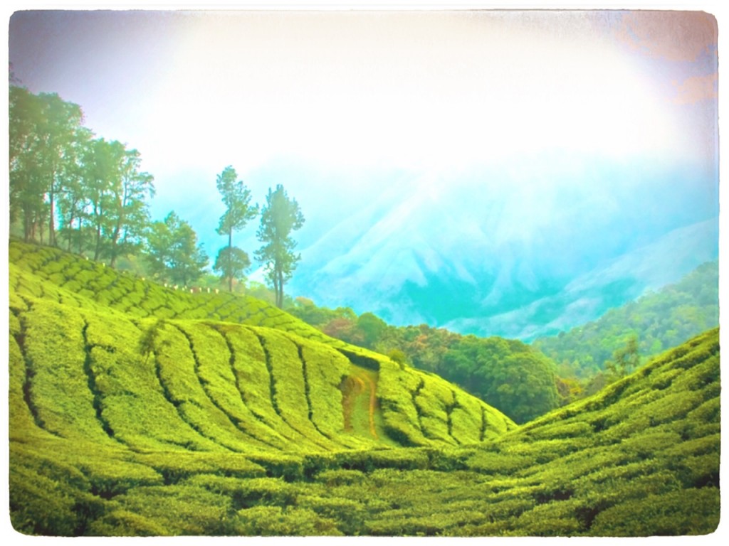 Tea plantation in Assam, India